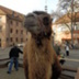 Kasim_the_Camel